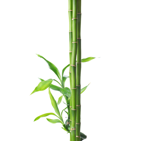 Bamboo png
