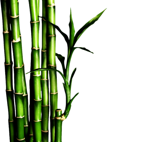 Bamboo png images