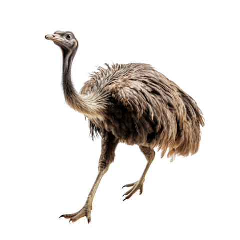 Ostrich png download