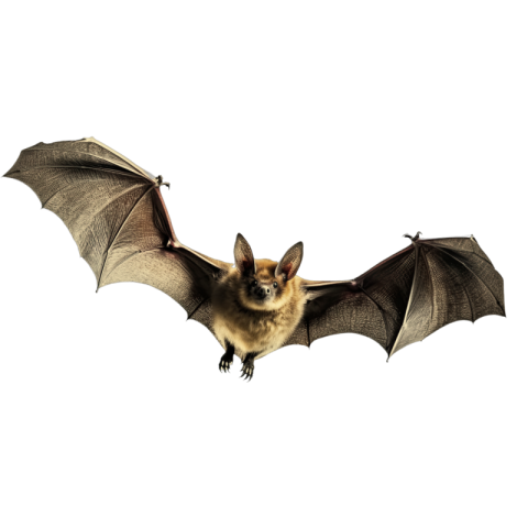 Bat png background