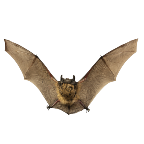 Bat png picture