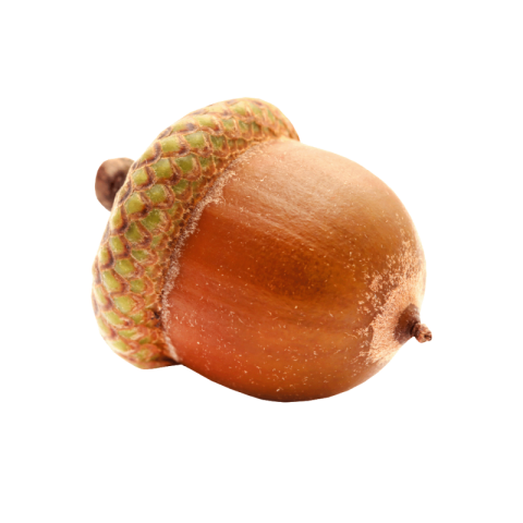 Acorn png transparent