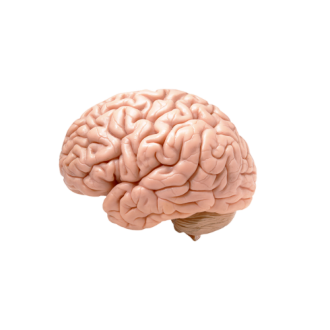 Human brain png