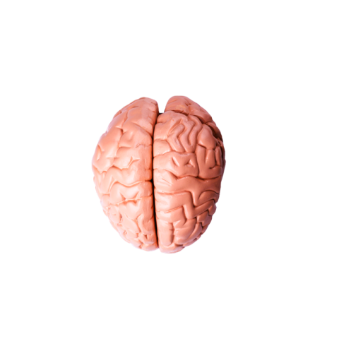 Brain png image free download