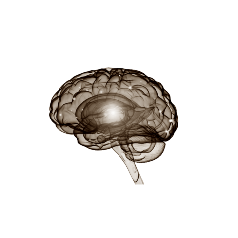 Brain png transparent free download
