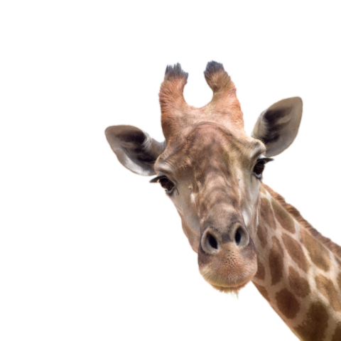 Giraffe png
