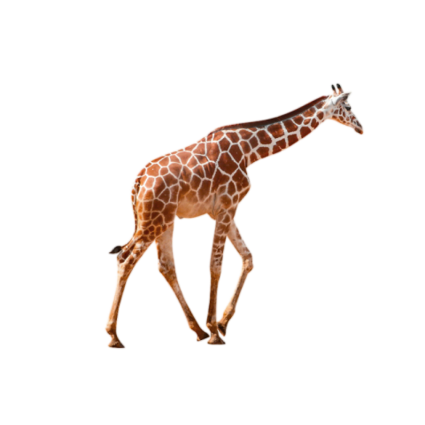 Giraffe png transparent