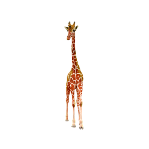 Giraffe png images free download hd