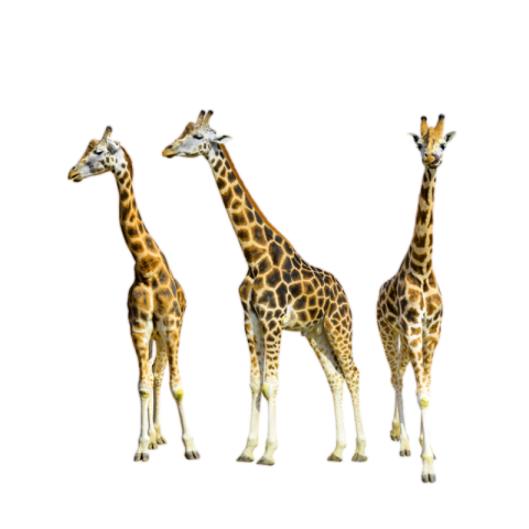 Giraffe png transparent download