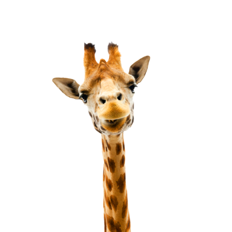 Giraffe png transparent images free download