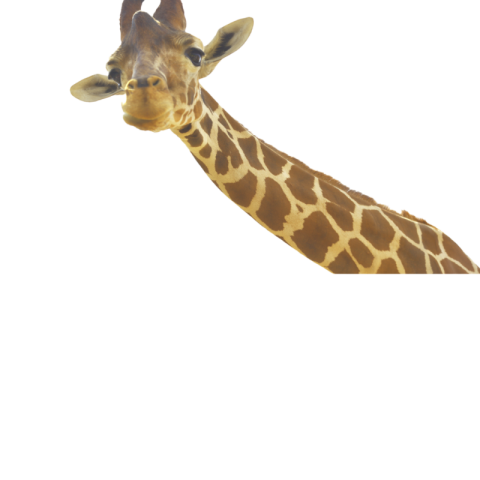 Giraffe png images free download