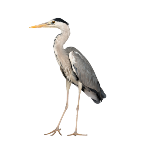 Grey heron png free download