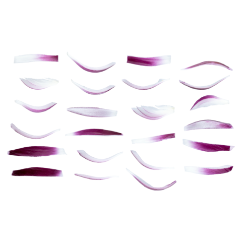 Sliced onion png