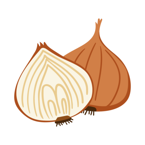 Onion vector png images free download