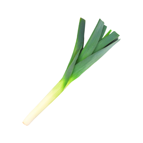 Onion leaves png transparent