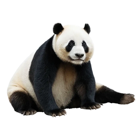 Panda png image free download