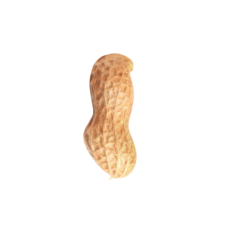 Single peanut png