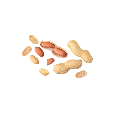 Transparent background peanut png