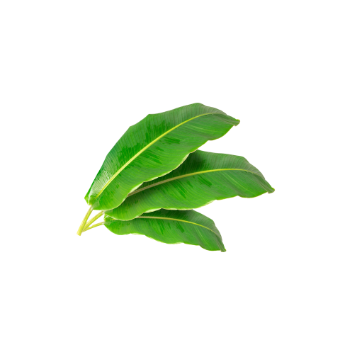 Banana leaves png free download