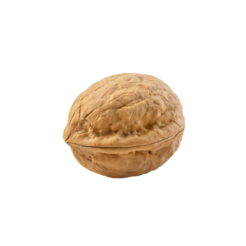 Single walnut png transparent background