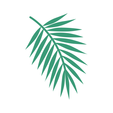Palm Leaf PNG Transparent Background